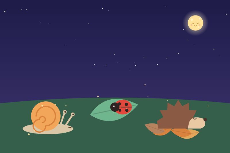 Un escargot, une coccinelle sur une feuille et un hérisson sur son lit de feuilles
